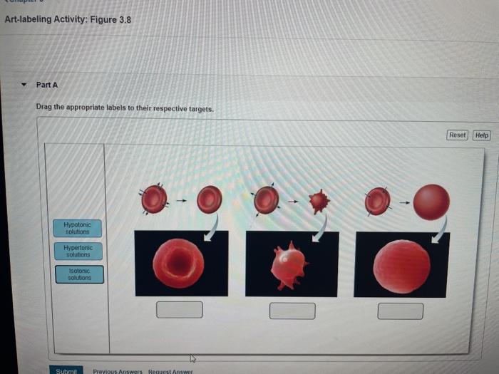 Art labeling activity figure 12.11a