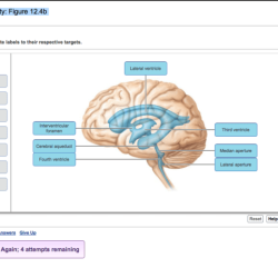 Art labeling activity figure 12.11a