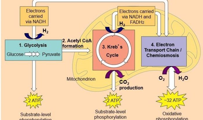 Ap bio chapter 9 reading guide answers