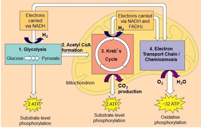 Ap bio chapter 9 reading guide answers