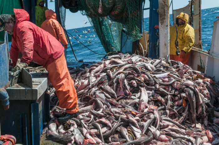 The effects of overfishing cease immediately when fishing is stopped